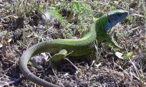 1024px 2007 05 Eidechse 02