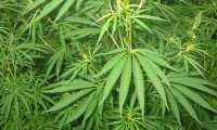 1024px Cannabis 01 bgiu