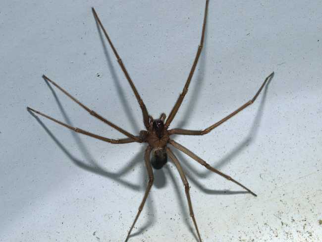 1024px Loxosceles rufescens 20130710a