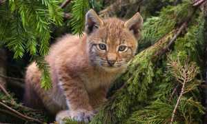 1280px Lynx kitten