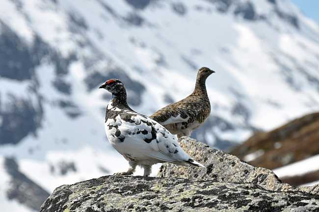 1280px Rock Ptarmigan Lagopus Muta