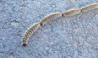 1280px Thaumetopoea pityocampa