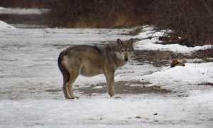 1692187523 Foto Calandawoelfin F07 Februar 2022 w 1600 h 0 AJF.jpg 1500x1200