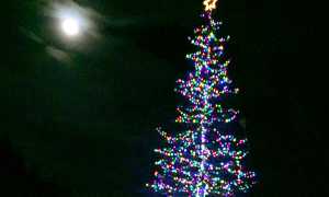 700.albero natale