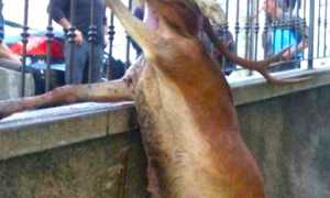 700.cervo morto varzo