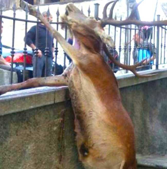 700.cervo morto varzo