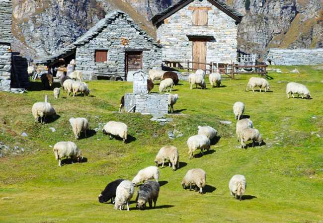 700.pecore baita montagna