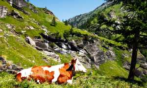 700.san domenico strada veglia mucca vacca