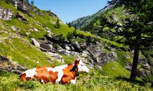 700.san domenico strada veglia mucca vacca