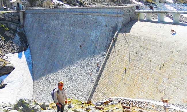 700.uttini FOTO CINGINO CON STAMBECCHI