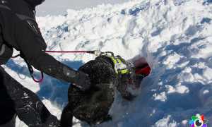 700 cane soccorso valanga