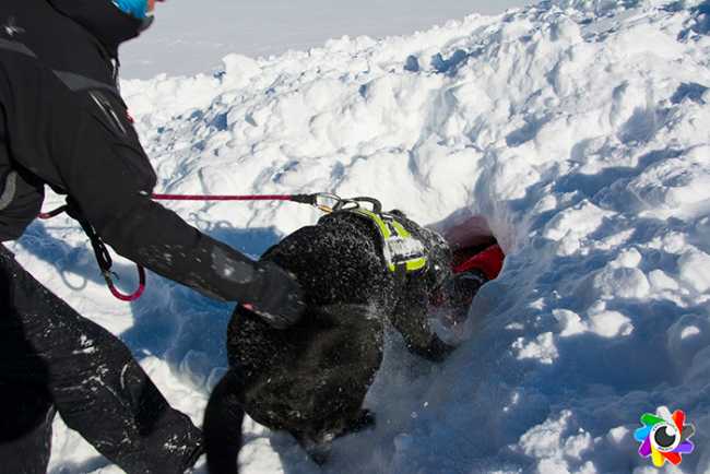 700 cane soccorso valanga