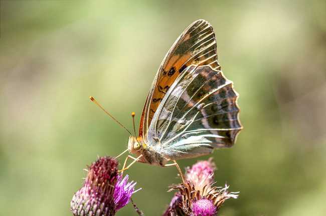 72382786 2748624461828480 7792583559994146816 o