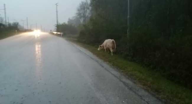 72803761 2495580647194672 5560381987023224832 n