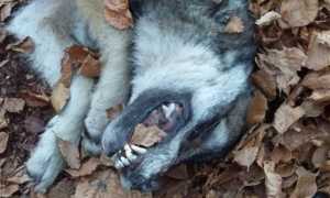 80996842 2501732573372259 3895869382848413696 o copia