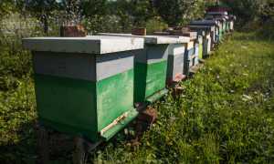 A row of beehives 48414296736