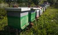 A row of beehives 48414296736