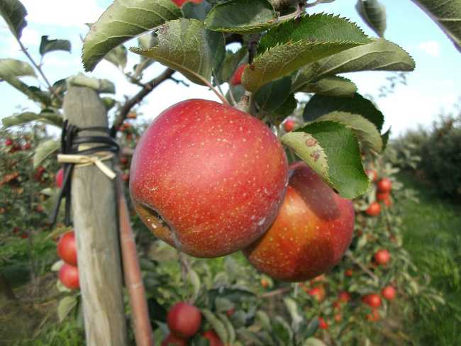 Apfelplantage Im Dohrn