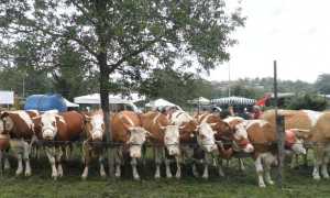 Armeno MostraZootecnica 700