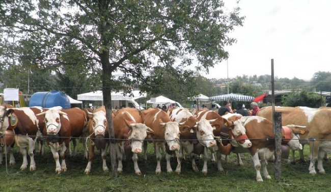 Armeno MostraZootecnica 700