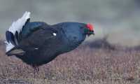 Birkhahn