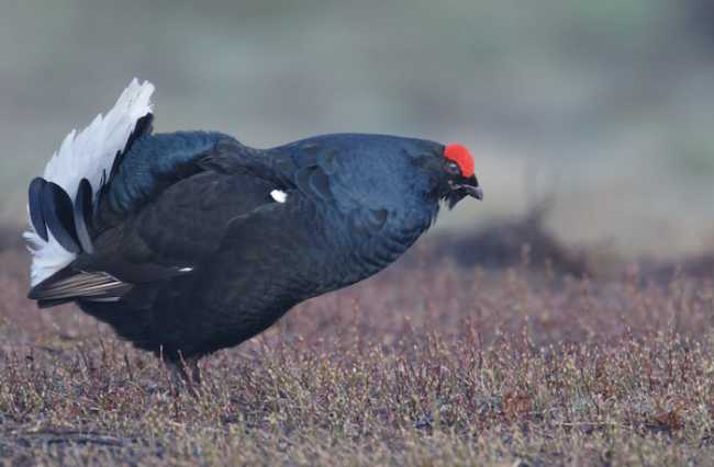 Birkhahn