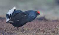 Birkhahn