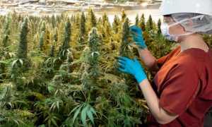CANNABIS