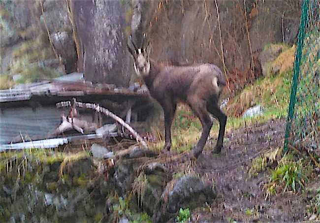 Camoscio in piazza a Pestarena 04.16