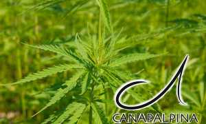 Canapa Alpina