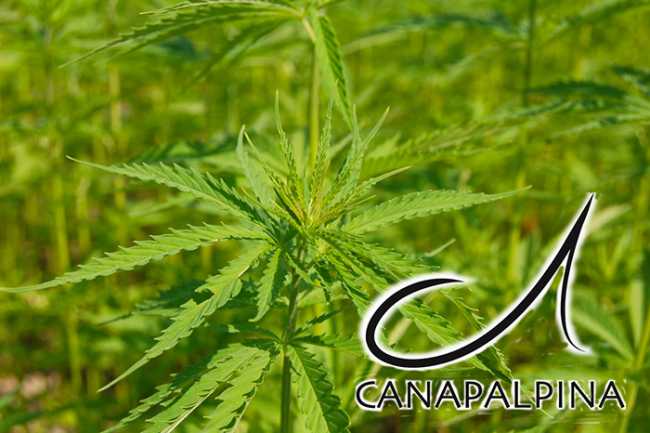 Canapa Alpina
