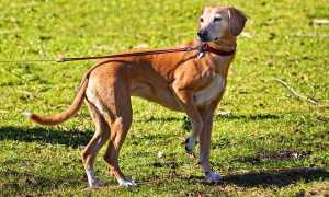 Cane