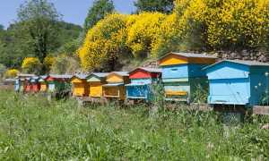 Consorzio Apicoltura700