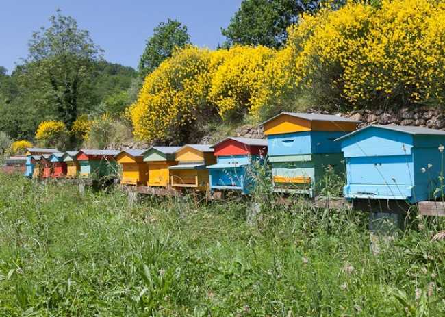 Consorzio Apicoltura700