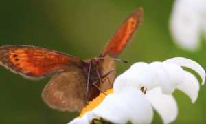 Erebia christi farfalla