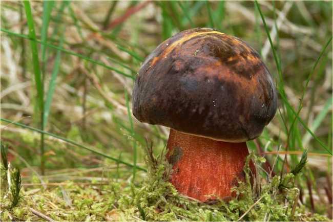 Flockenstieliger Hexenrohrling
