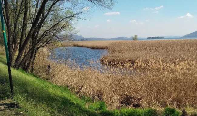 Fondotoce canneti