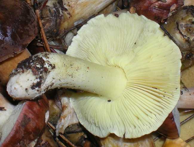 Gąska zielonka 3147266151