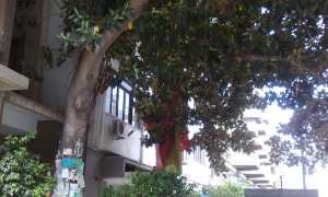 Giovanni Falcone memorial tree