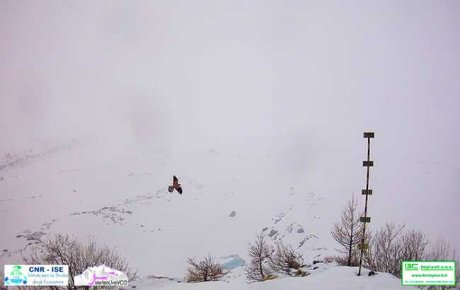 Gipeto al Belvedere