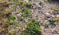 IMG 20160721 WA0004