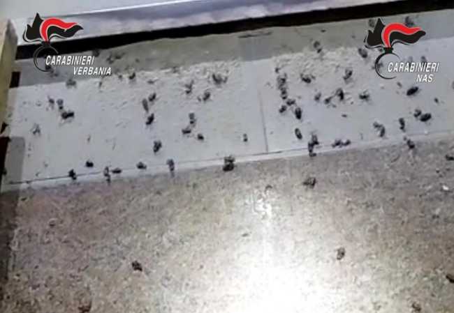 IMG 20230406 130325 700 x 484 pixel