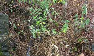 IMG 4262