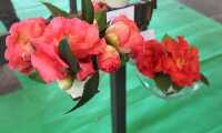 IMG 5956 copia