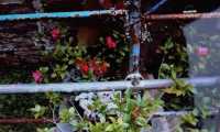 IMG 6978