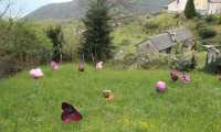 IMG 9427