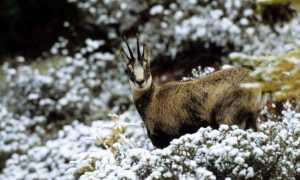 Immagine 2024 01 31 104707