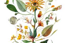 InvitoHerbarium