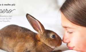 Lav coraggioconigio banner