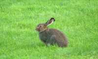 Lepus timidus